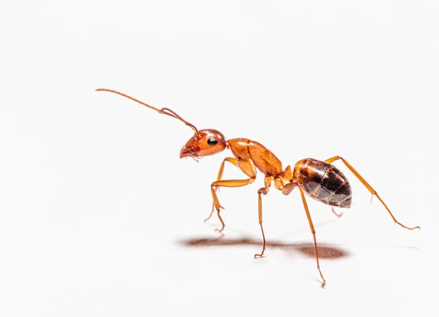 How to Get Rid of Ants in Sydney