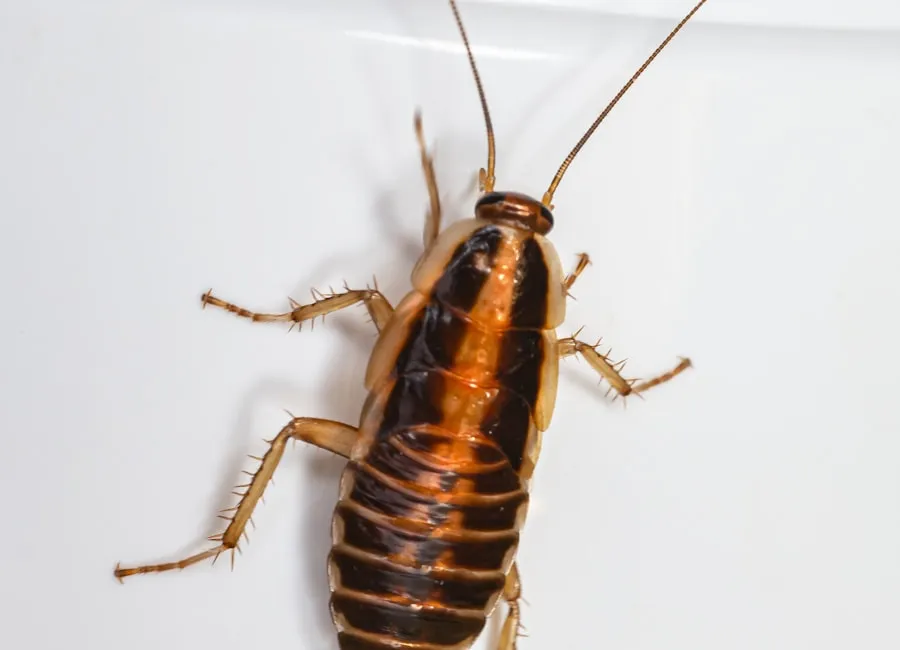 How to Get Rid of Cockroaches in Sydney: A Step-by-Step Removal Guide