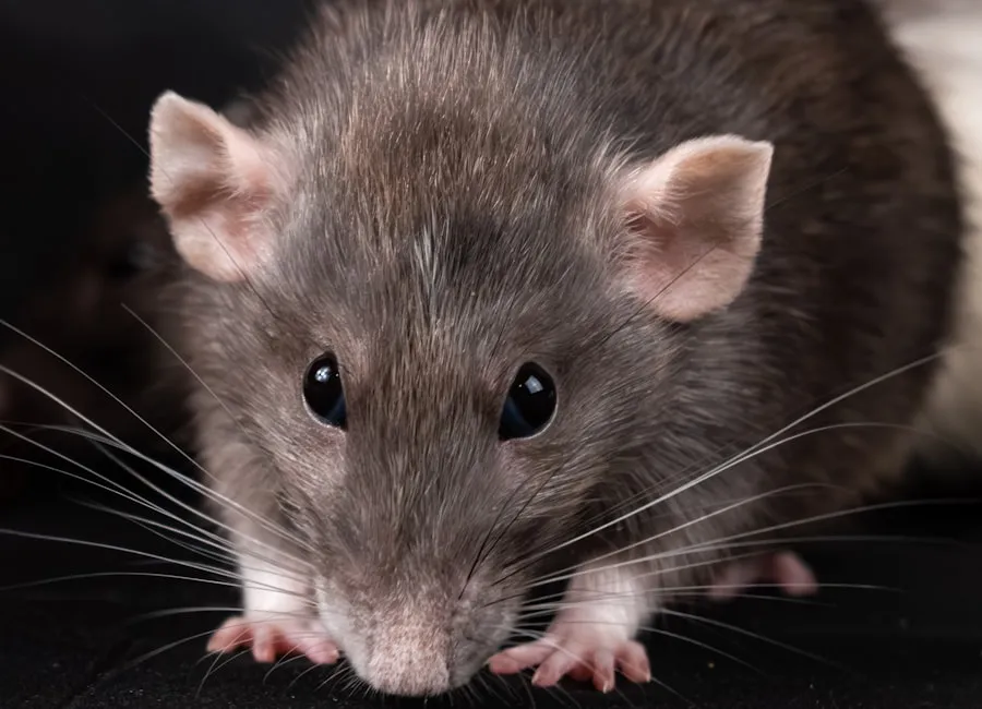 How to Get Rid of Rats and Mice in Sydney