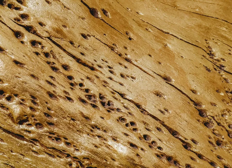 Termite Signs Every Sydney Homeowner Should Know