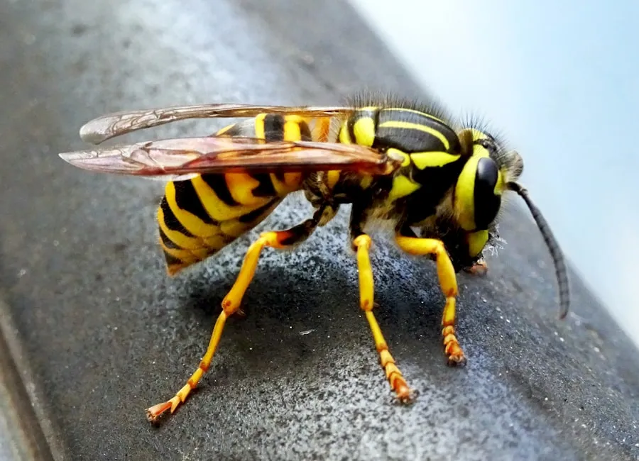 Bees vs Wasps: How to Tell the Difference