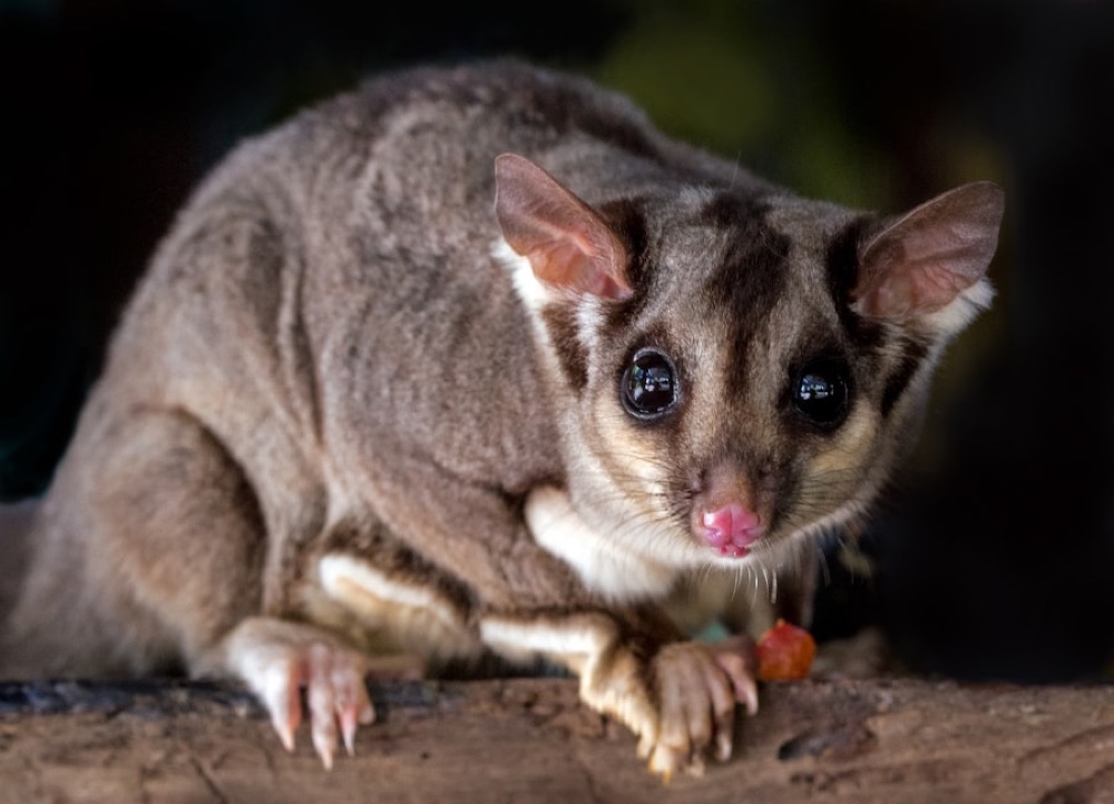 Humane Possum Removal in Sydney: Your Options Explained
