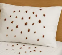 Before cockroach treatment