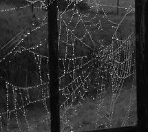 Spider Control — Before