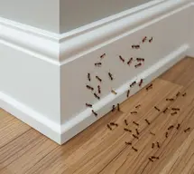 Before termite treatment