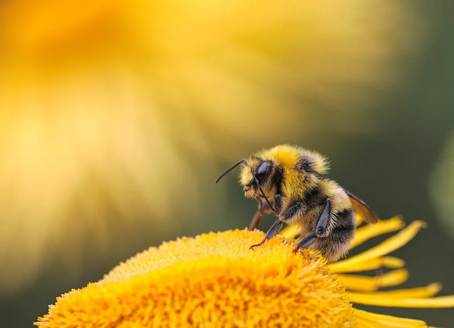 Bee Removal pest control Sydney