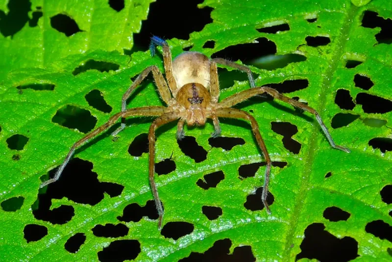 Spider Control pest control Sydney