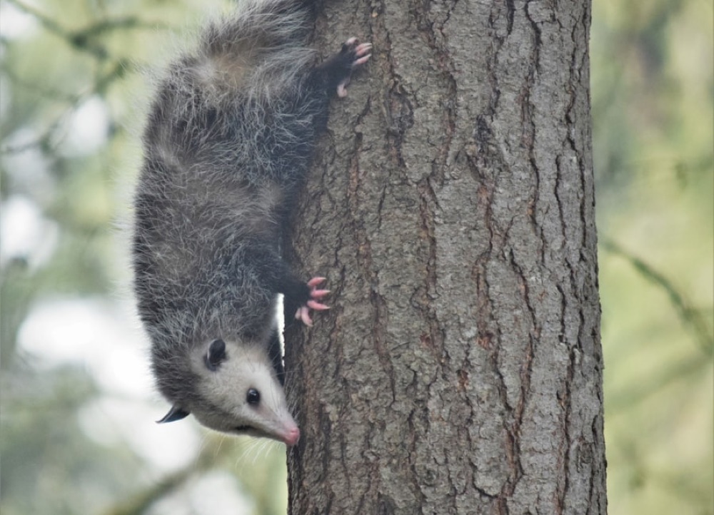 Possum Removal Sydney