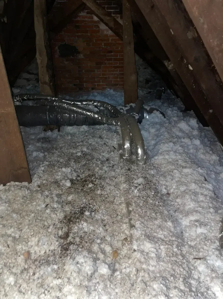 Rodent Control — Before