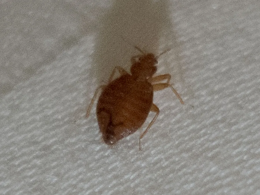 Bed Bug Treatment Sydney