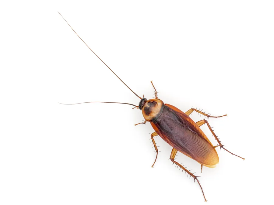Cockroach Control Sydney